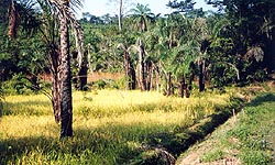 Rice swamp (click for larger view)